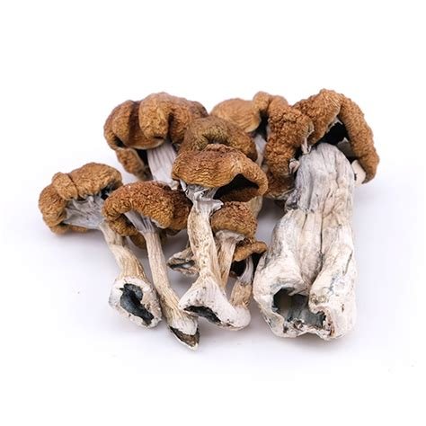 Fresh Mushrooms Golden Teacher