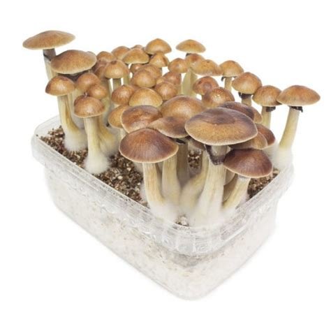 ZAMNESIA GROW KIT ‘TREASURE COAST’